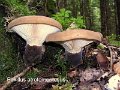 Tapinella atrotomentosa-amf1383